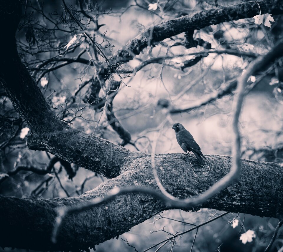 Twigs woods monochrome