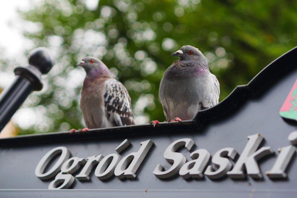 Lublin pigeons poland