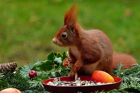 Squirrel sciurus vulgaris major sitting