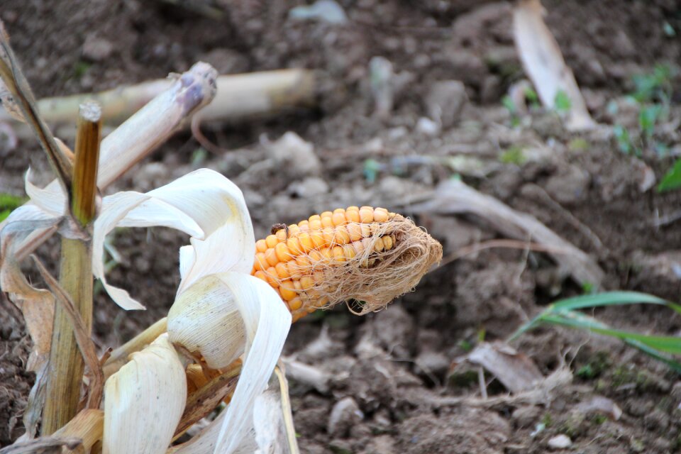 Harvest sans serif corn