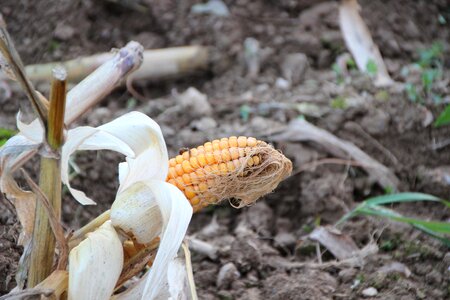 Harvest sans serif corn