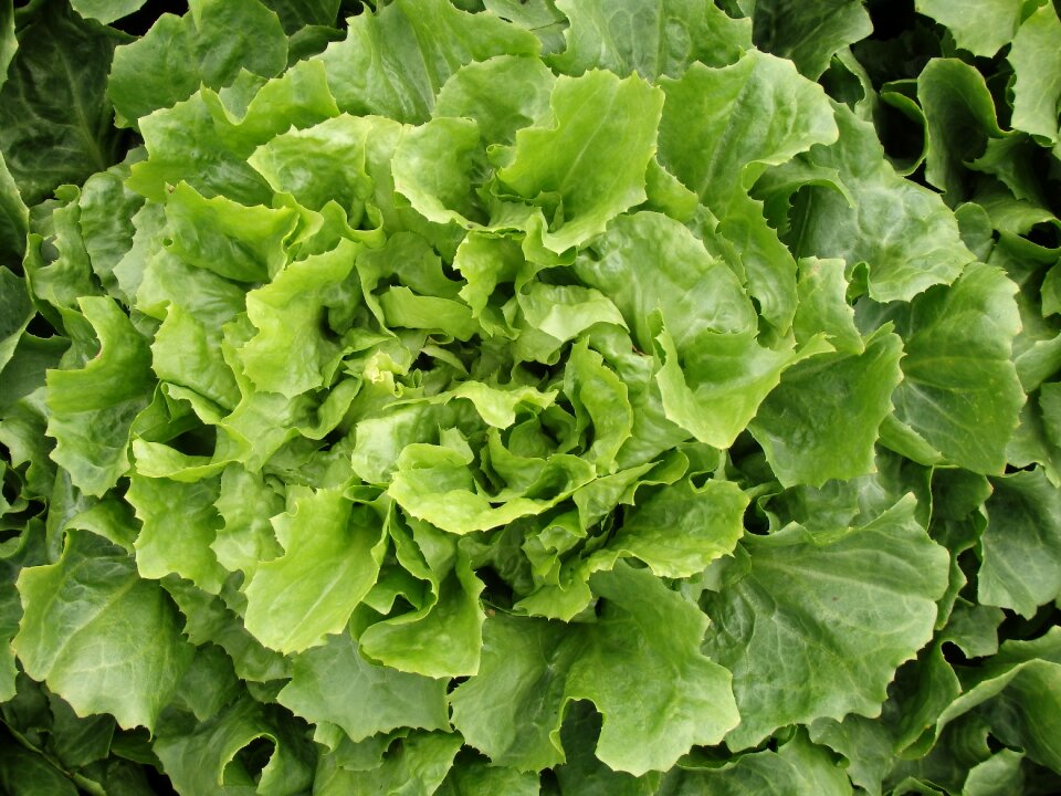 Vegetables green vitamins