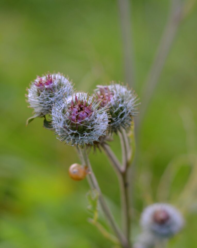 Flower summer season