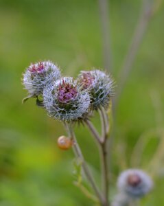 Flower summer season
