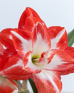 It known as amarylis