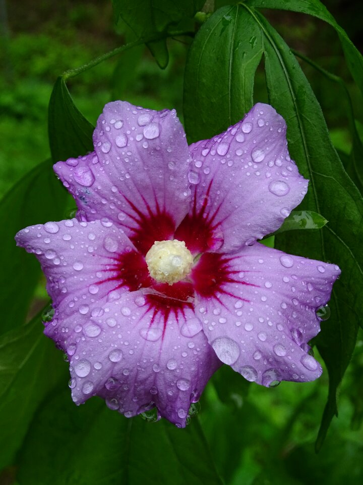 Macro purple pink