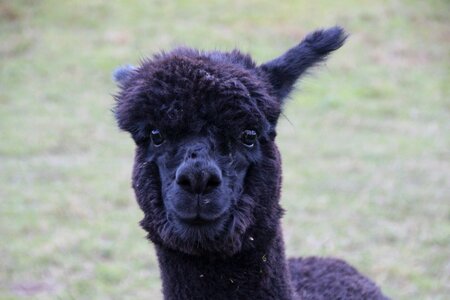 Fluffy wool mammal