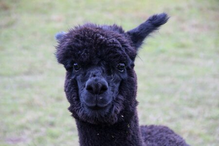 Fluffy wool mammal photo