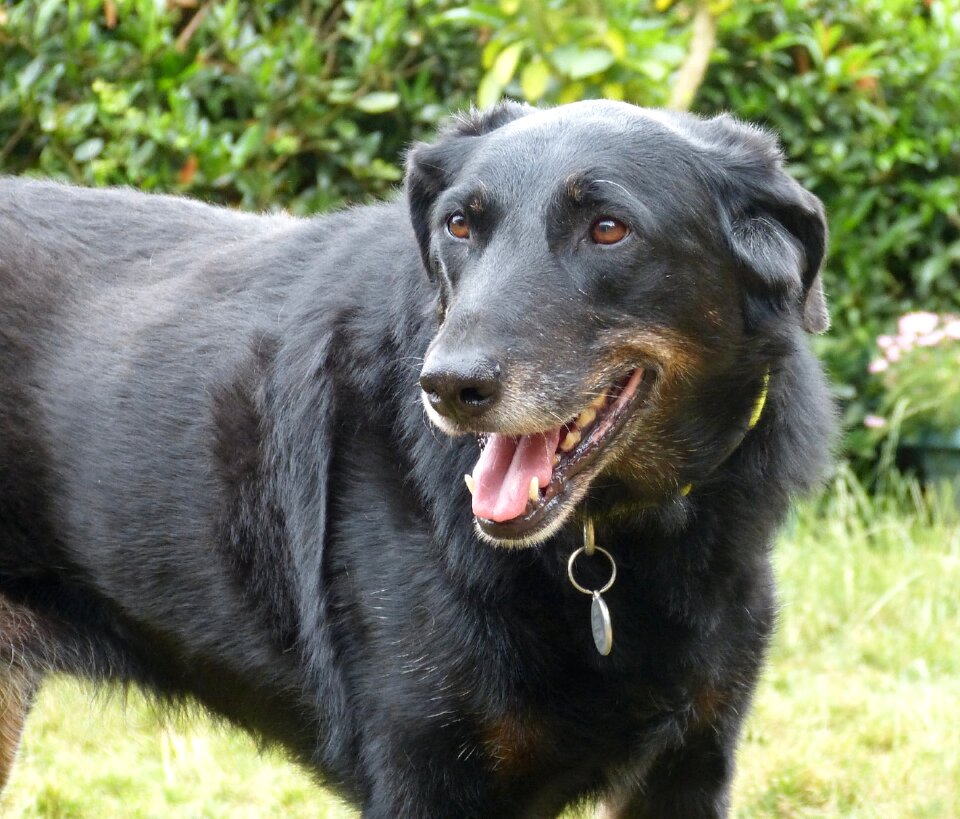 Dog animals berger de beauce