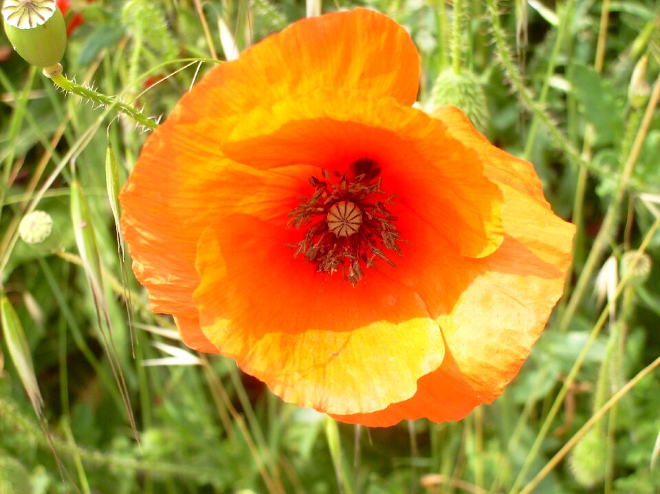 Poppy plant orange