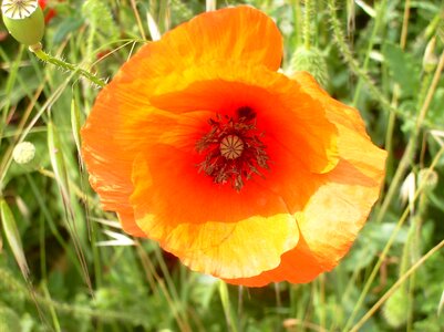 Poppy plant orange