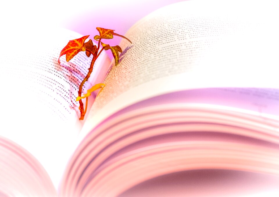 Literature learning poetry