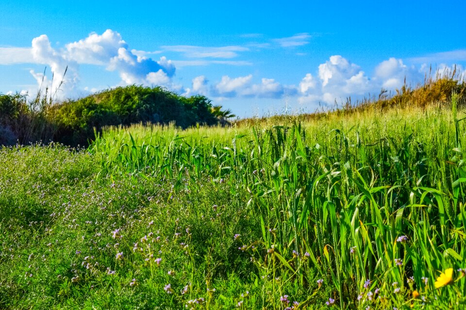 Field panoramic landscape