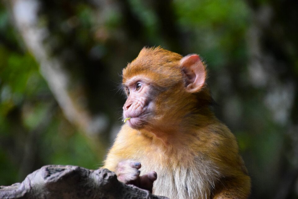 äffchen mammal young animal photo