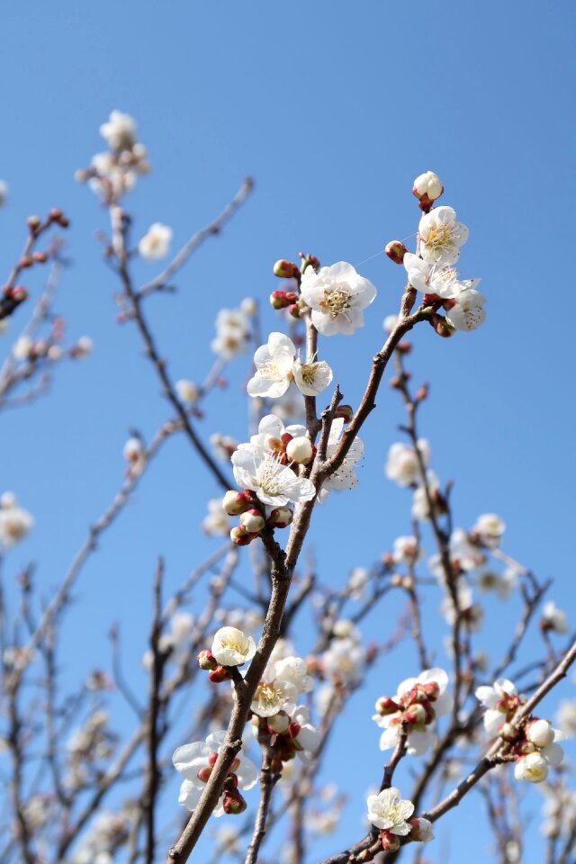 Seasonal plum natural