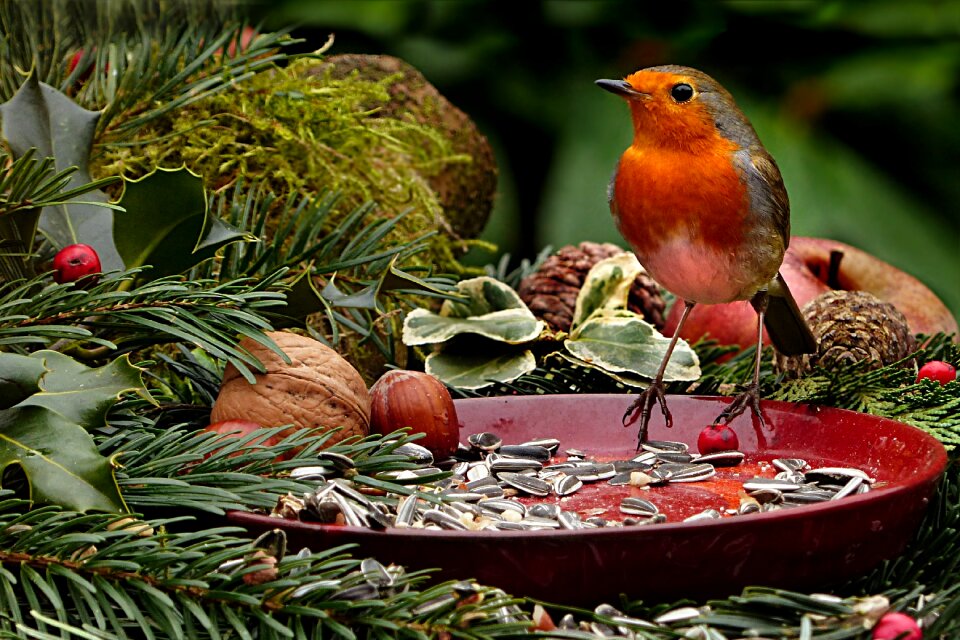 Erithacus rubecula songbird hunger