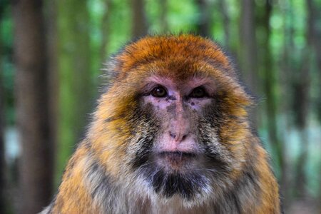 Nature monkey forest animal