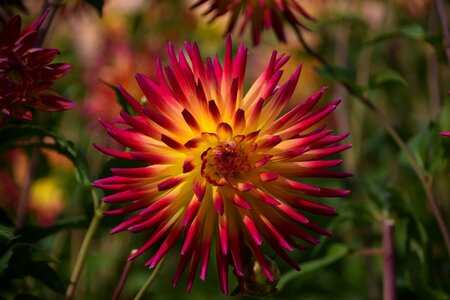 Nature flower garden of course