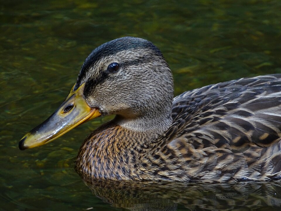 Mallard duck animal river