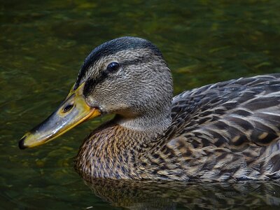 Mallard duck animal river photo