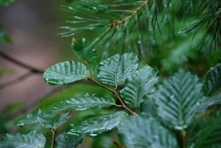 Leaves nature fir tree