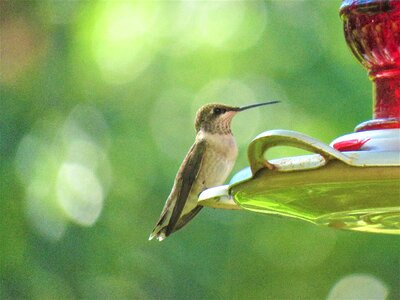 Bird humming bird wildlife