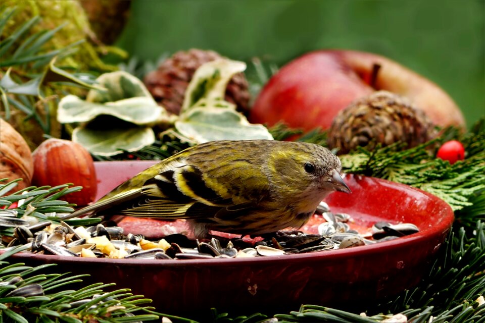 Carduelis spinus small songbird