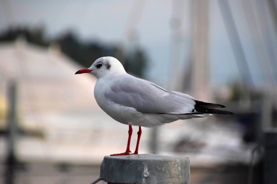 Animal water bird seevogel