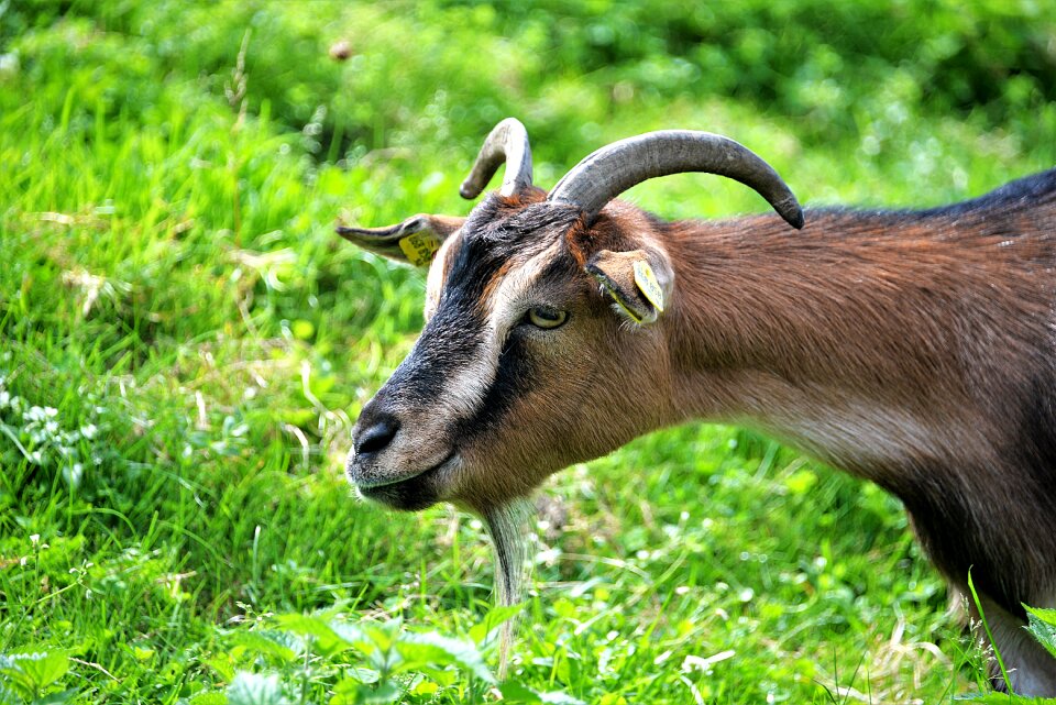 Goat horned ruminant