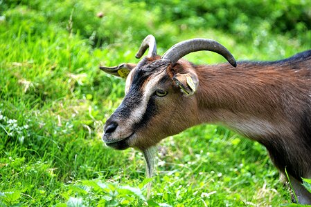 Goat horned ruminant photo