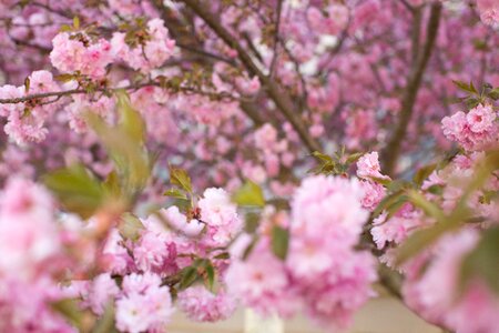 Flowers pink pink spring photo