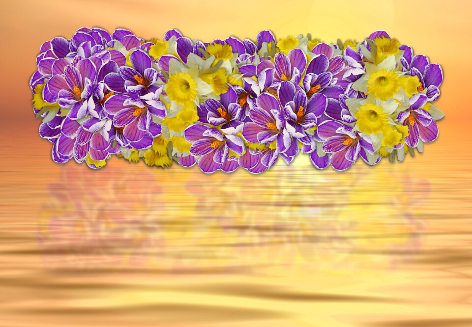Plant floral petal