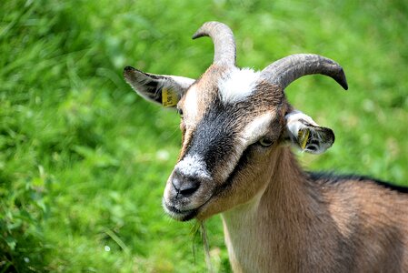 Horned geiss horns