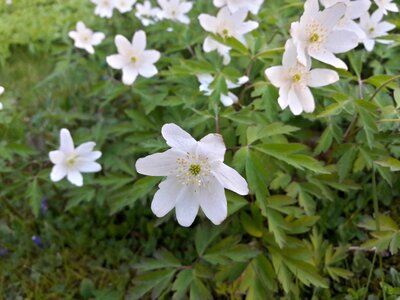 White flower spring flowers spring flower