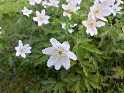 White flower spring flowers spring flower photo