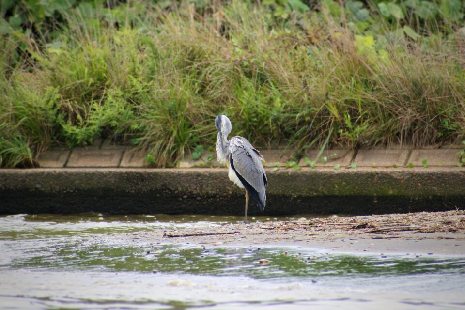 Wild birds heron gray heron