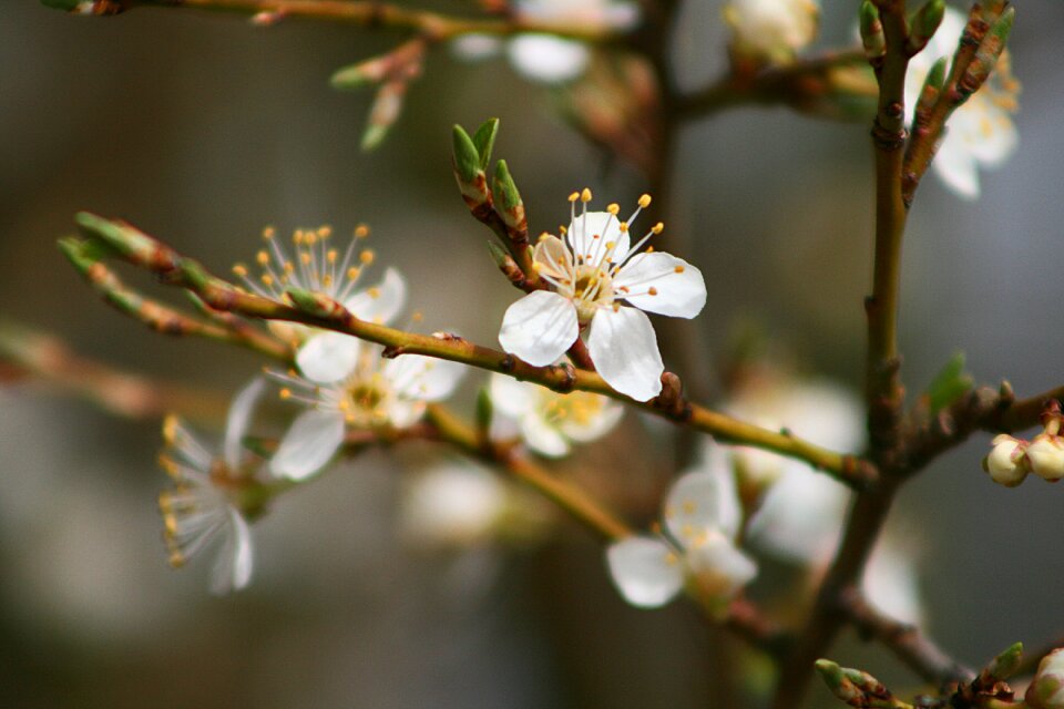 Plant bud flowers