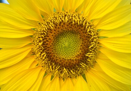 Nature floral blossom