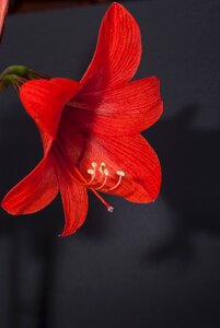 Hippeastrum red simple
