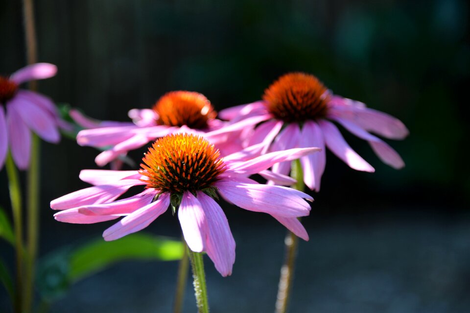 Plant summer purple coneflower