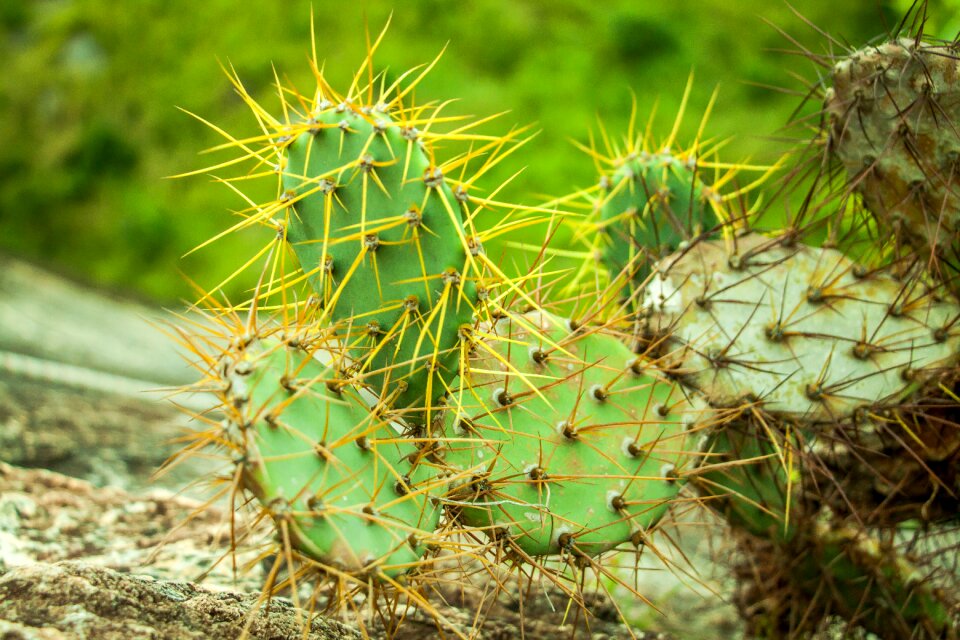 Nature flora prickly