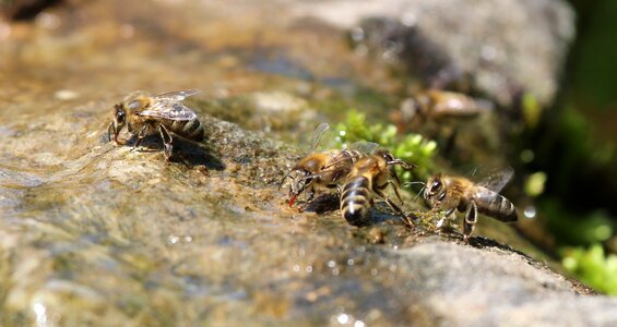 Nature macro water