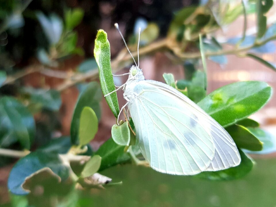 Nature green animal