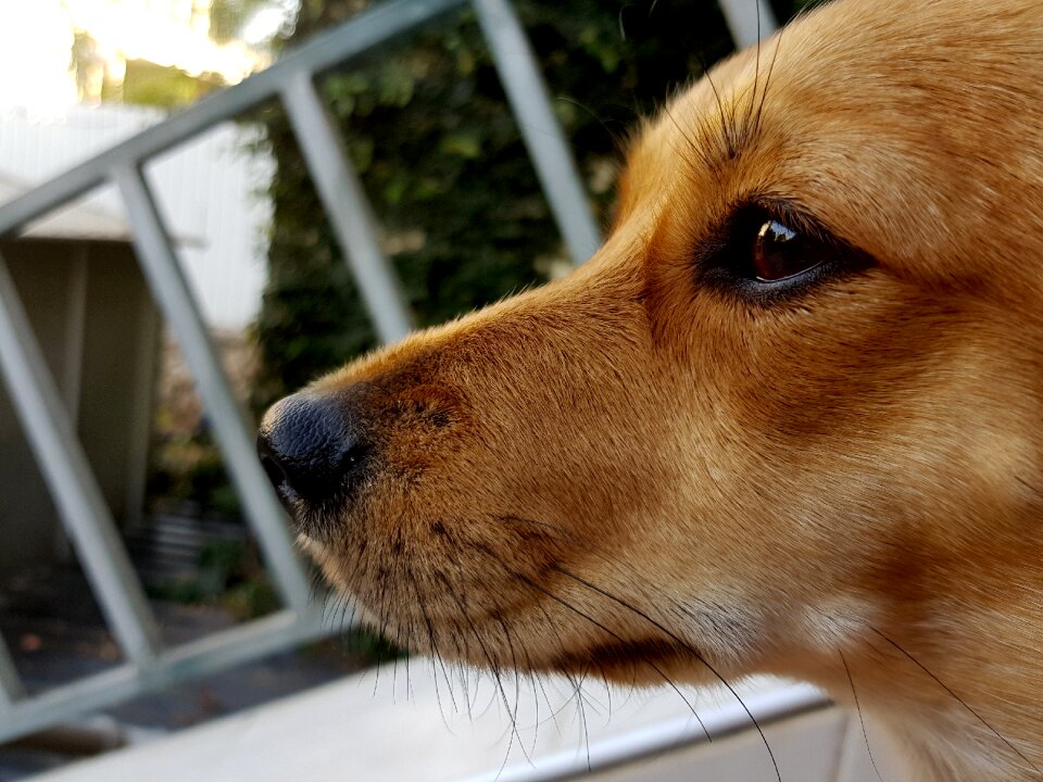 Happy friends puppy