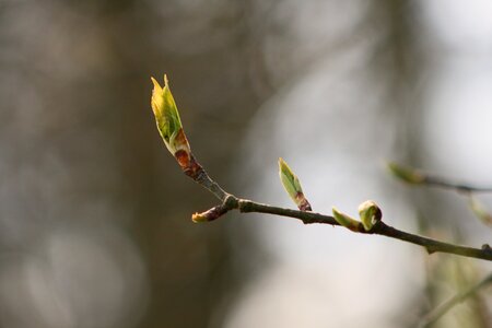 Plant growth bud