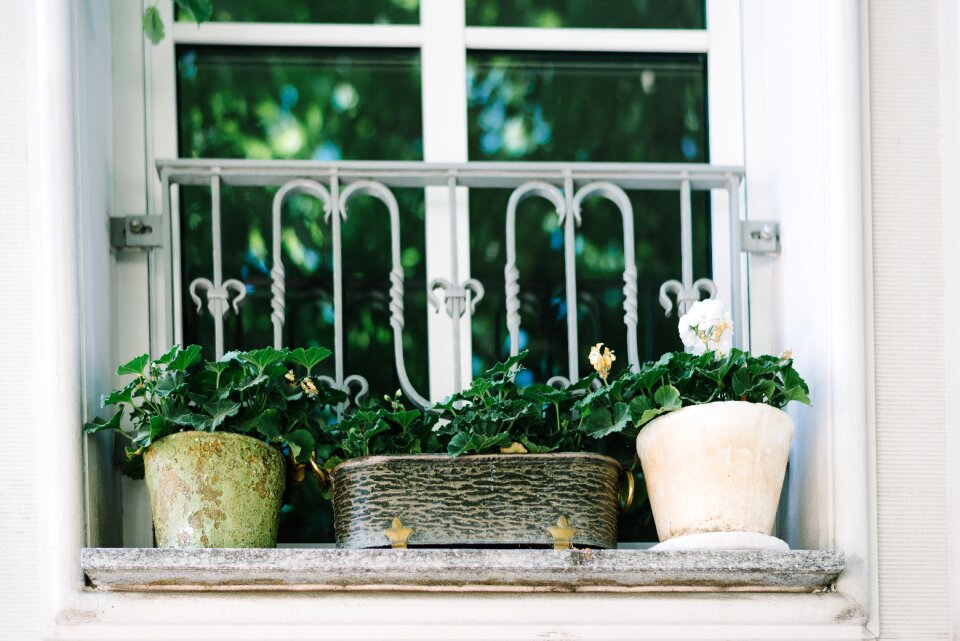 Bloom garden plant