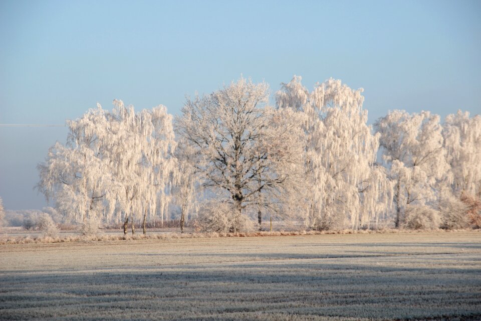 Frozen frost wintry