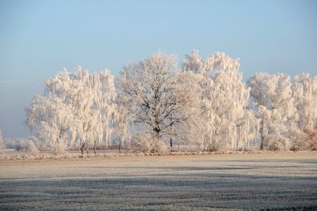 Frozen frost wintry
