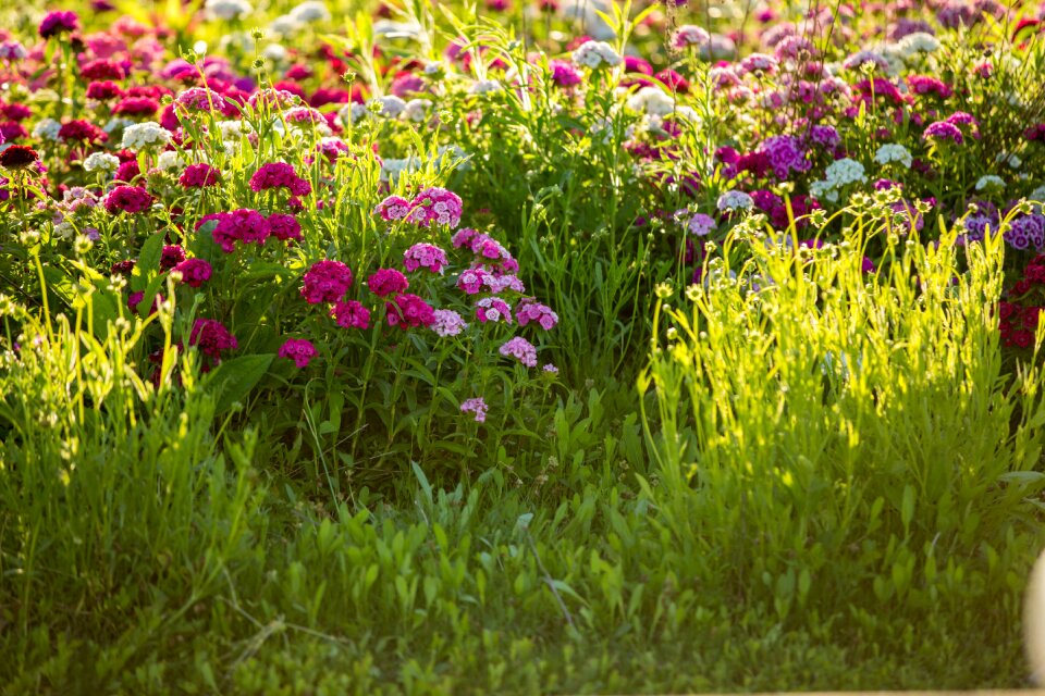 Flower field pink