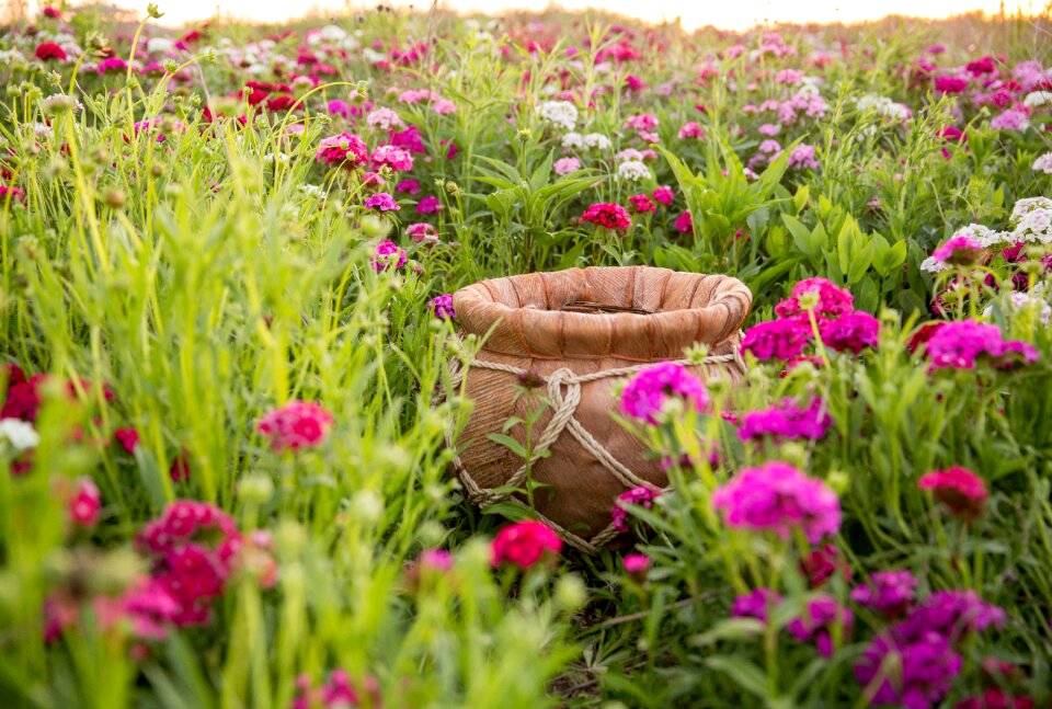 Flower field bucket baby